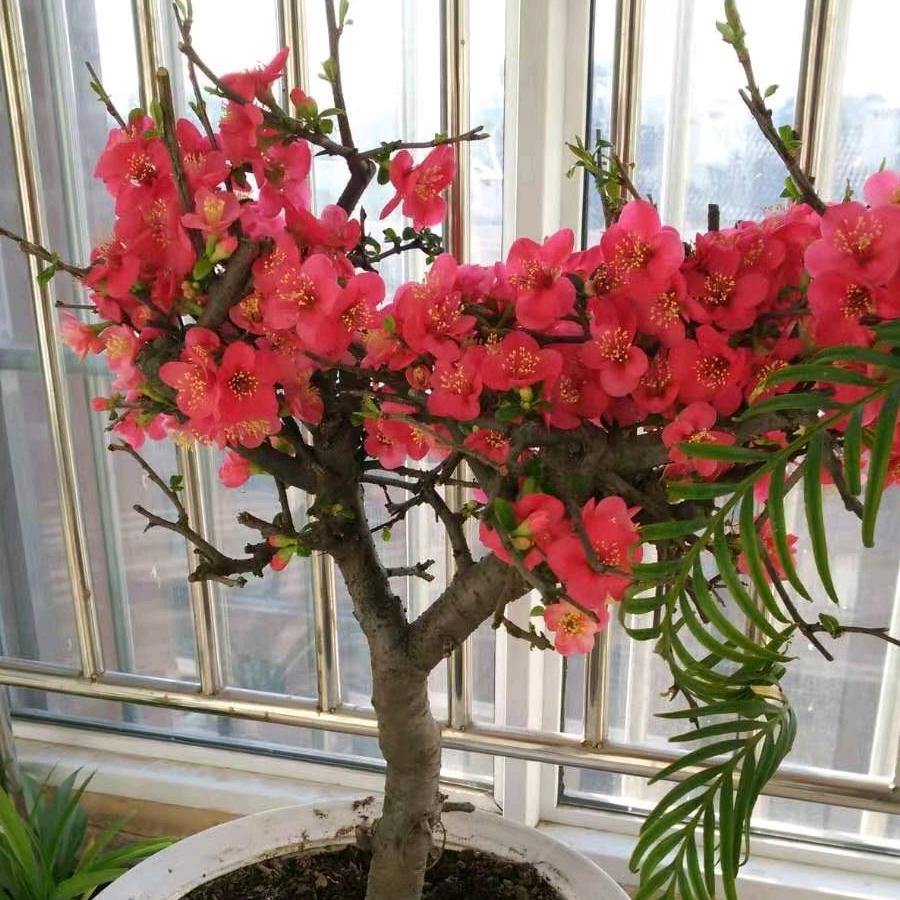 一樊风顺！