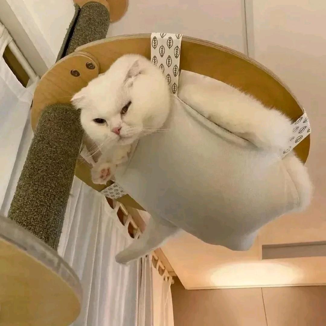 头发超多的拉瓦