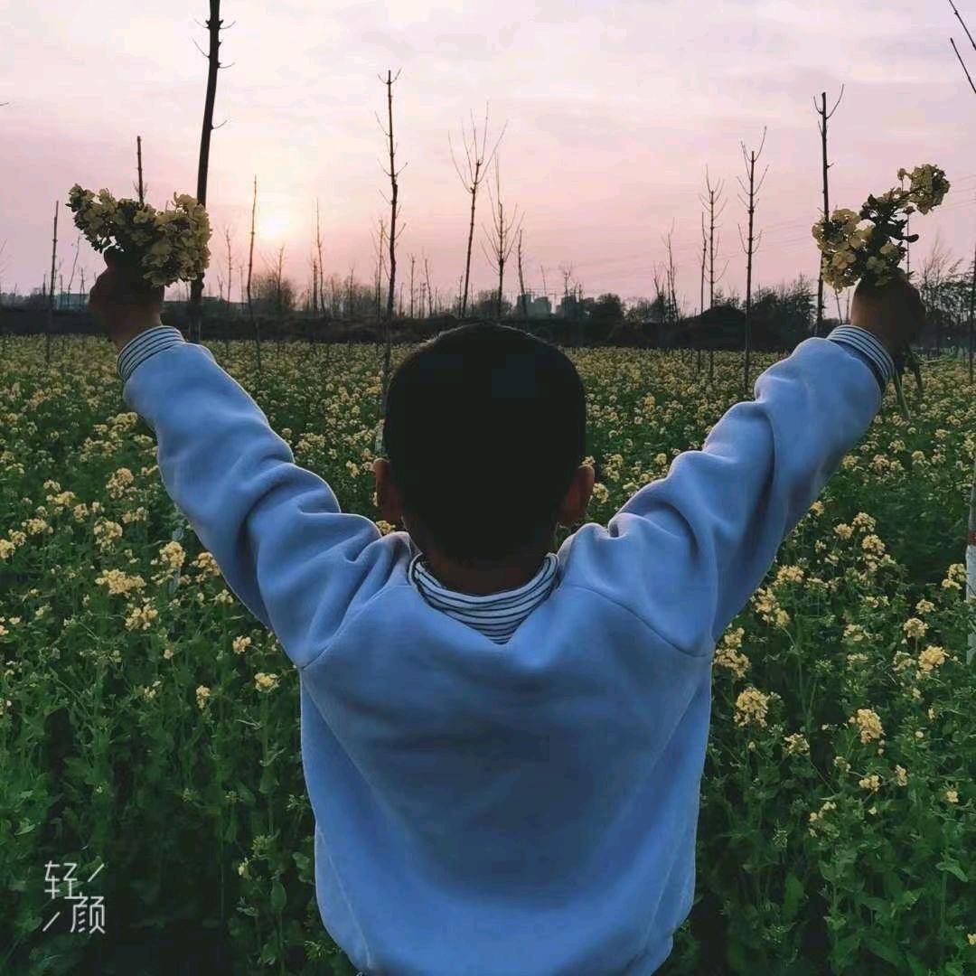 蝶恋花:菊