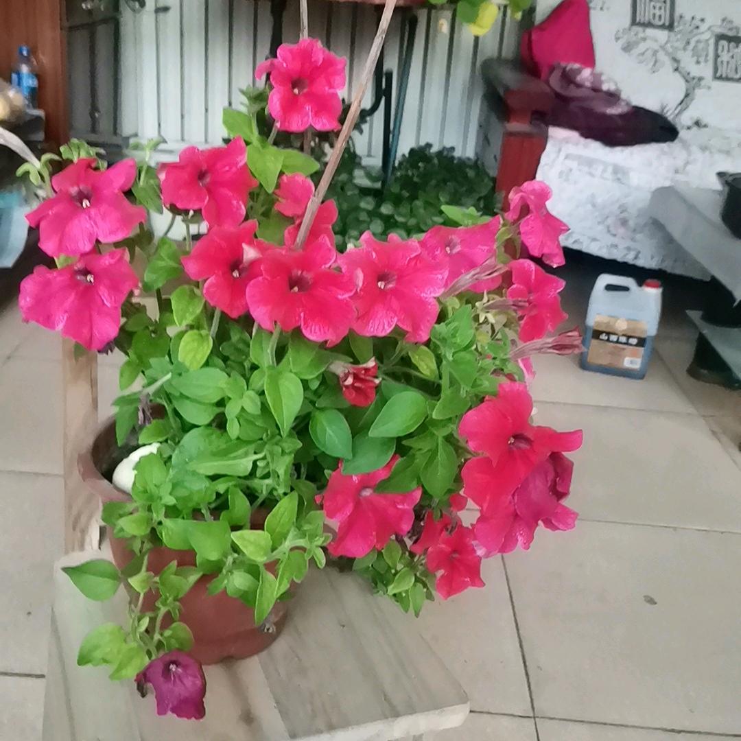 <阿威家）健康快乐