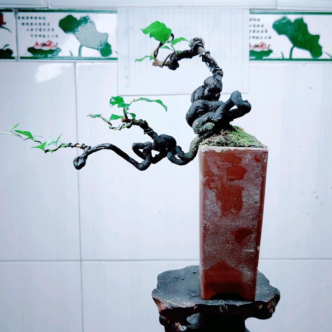 万花丛林