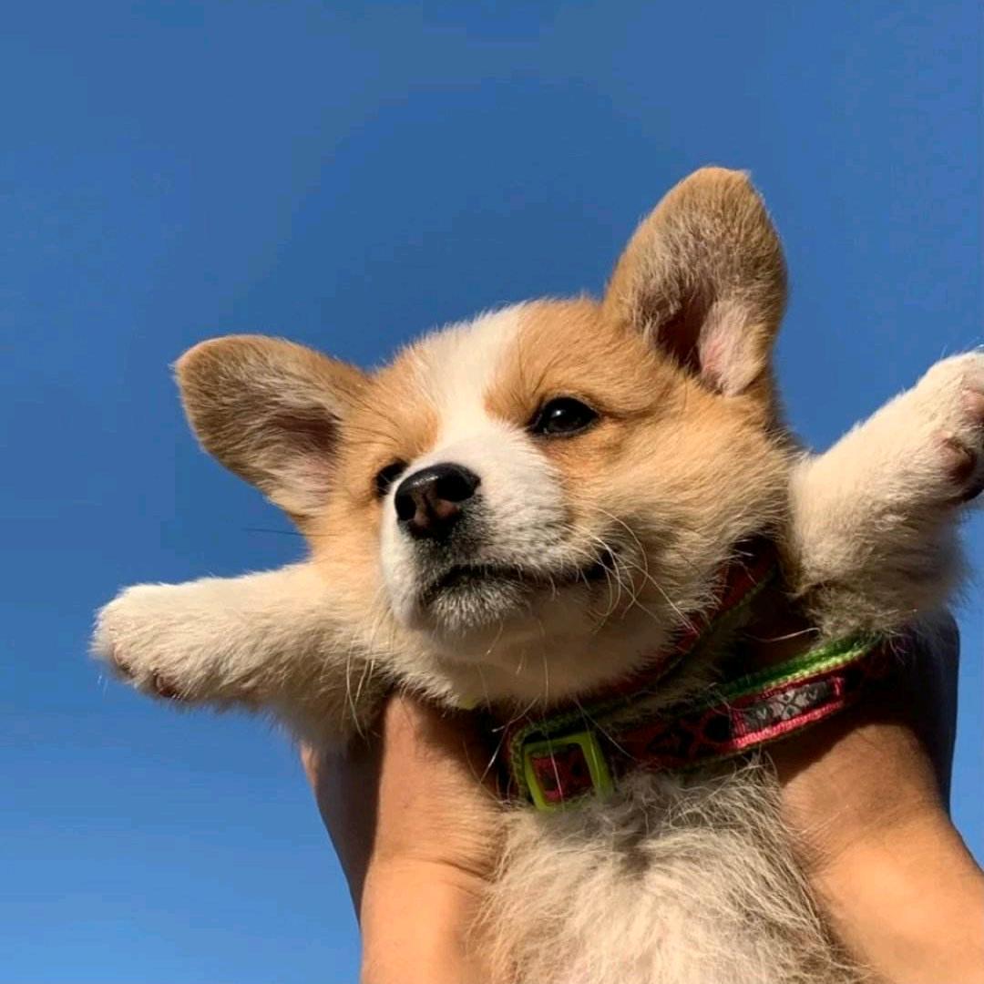 言西早😇