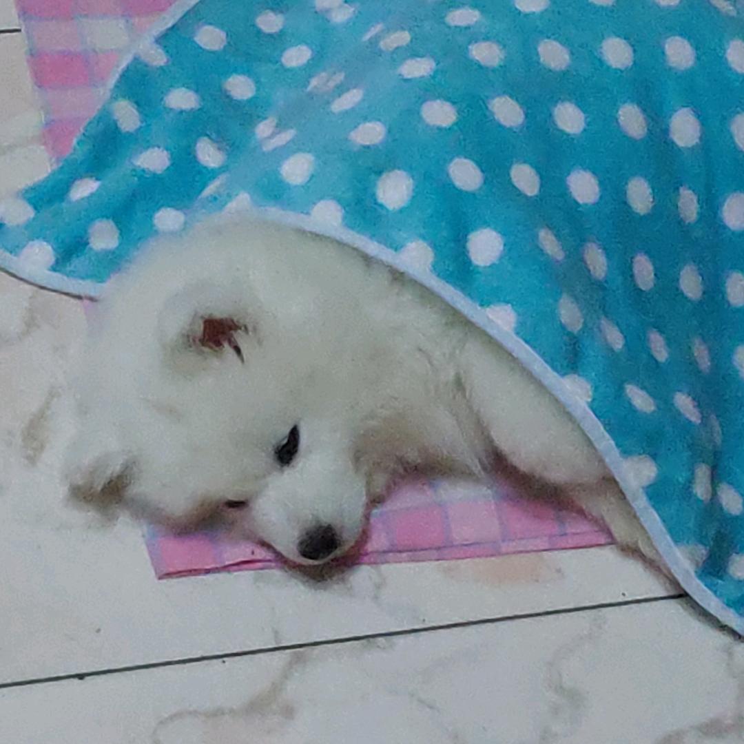假如给我三天光明