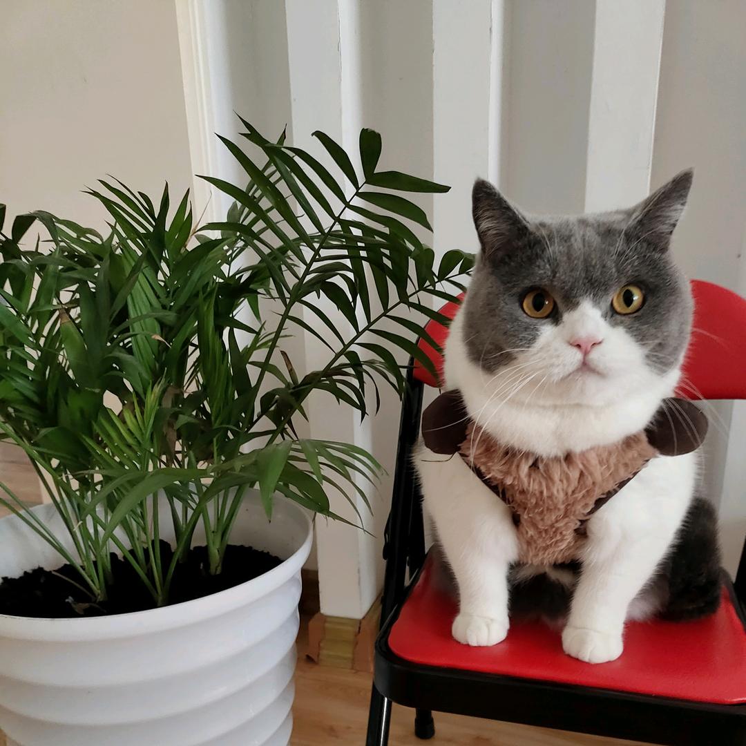 曾志芳