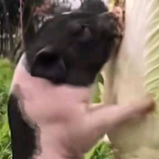 二师兄归来，谢谢支持。🙏🙏