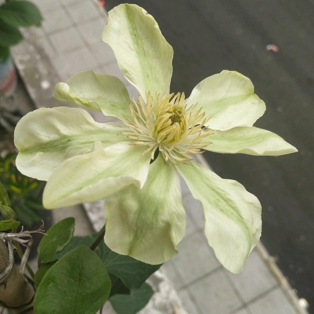 三生花艺