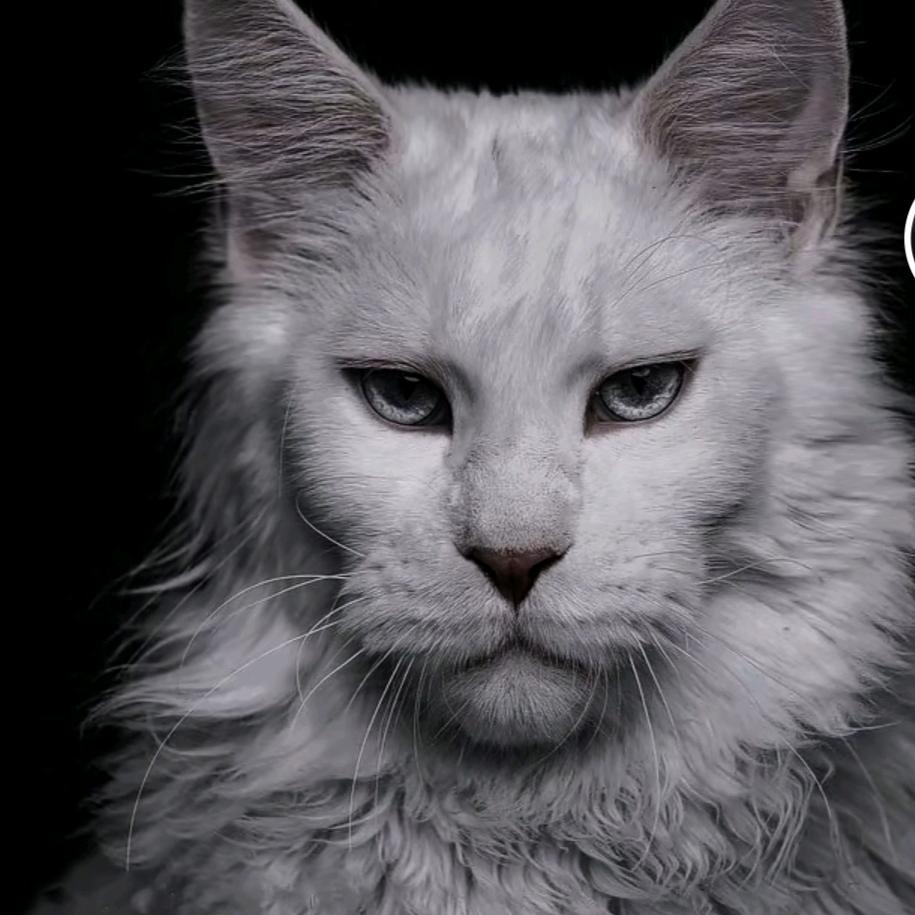 阿莫西林胶囊𓆃