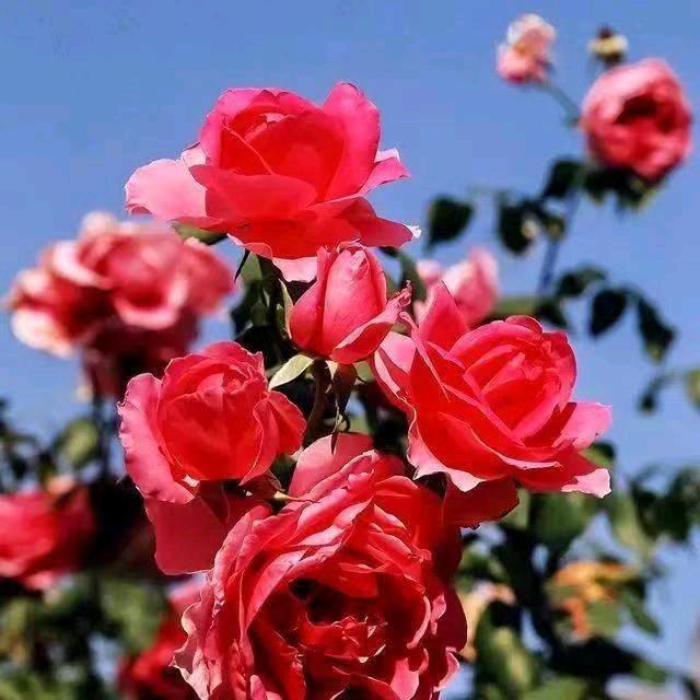 筱筱雨沫（香葱大饼）