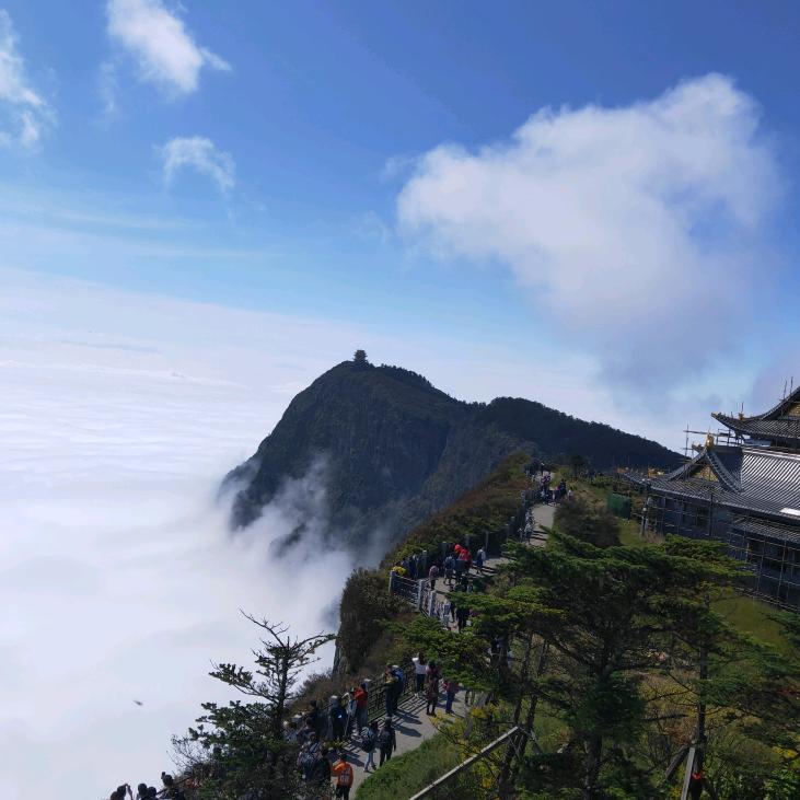 小马哥