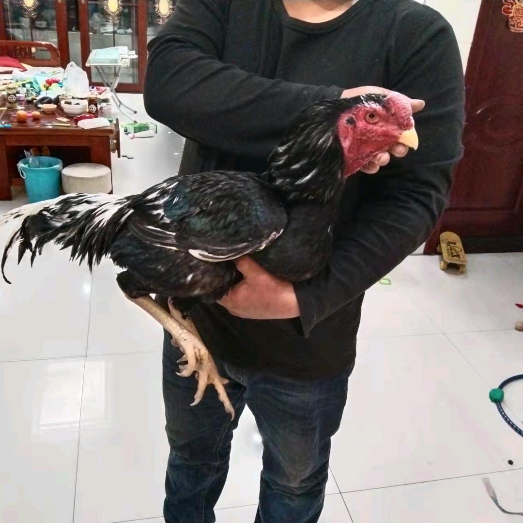 中原斗鸡
