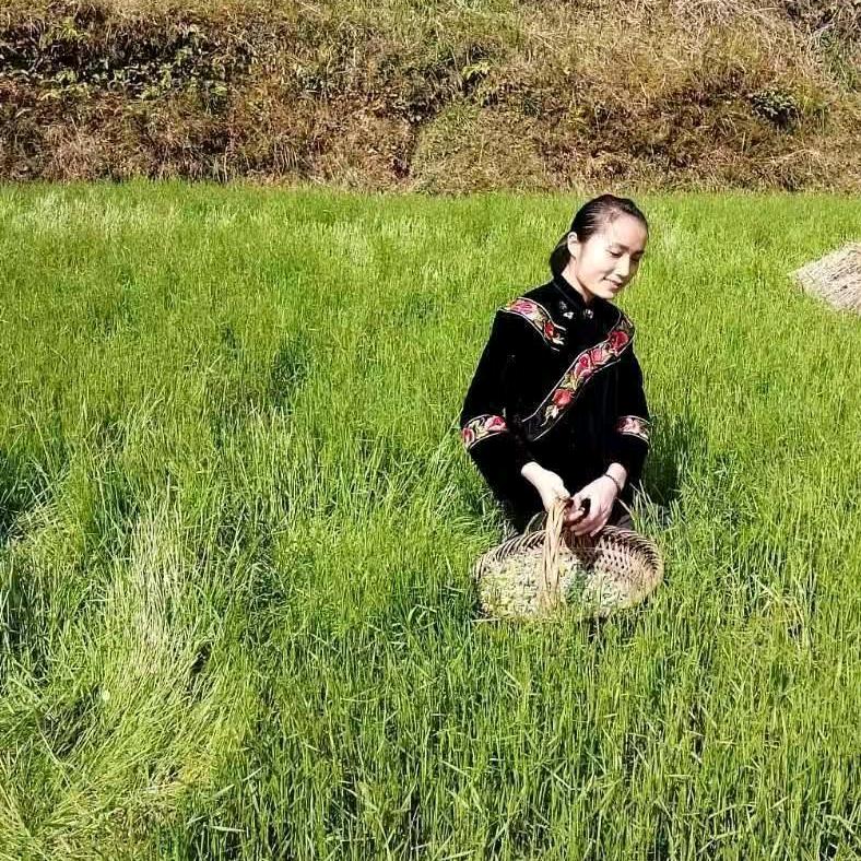 苗寨农夫