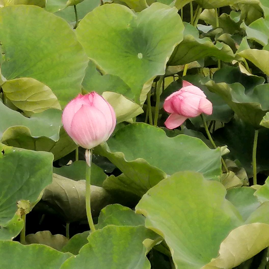 小婉