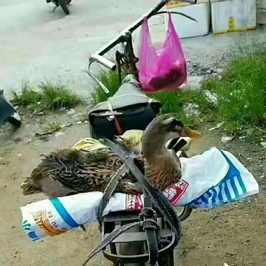 /wx文