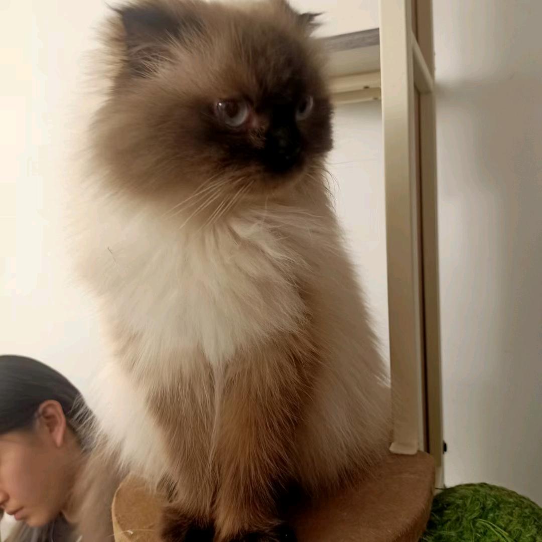 土豆泥吃土豆粉