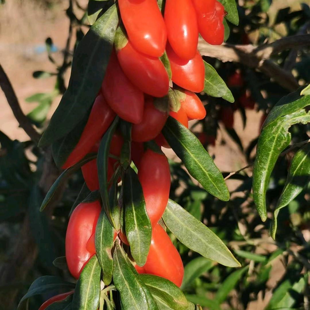 王学兵泰富石油