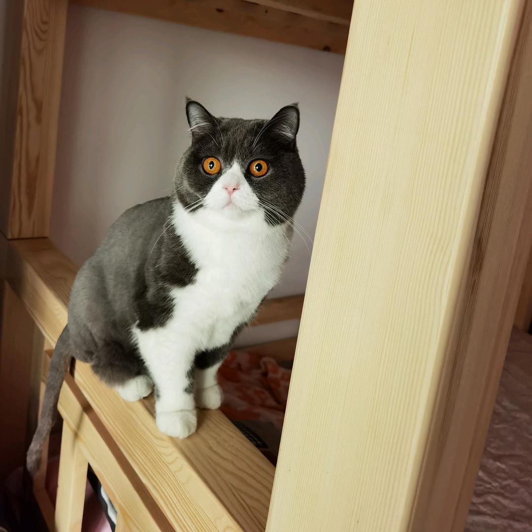 骑猪遛鸟