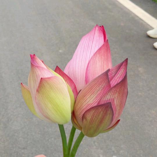 自由飞翔