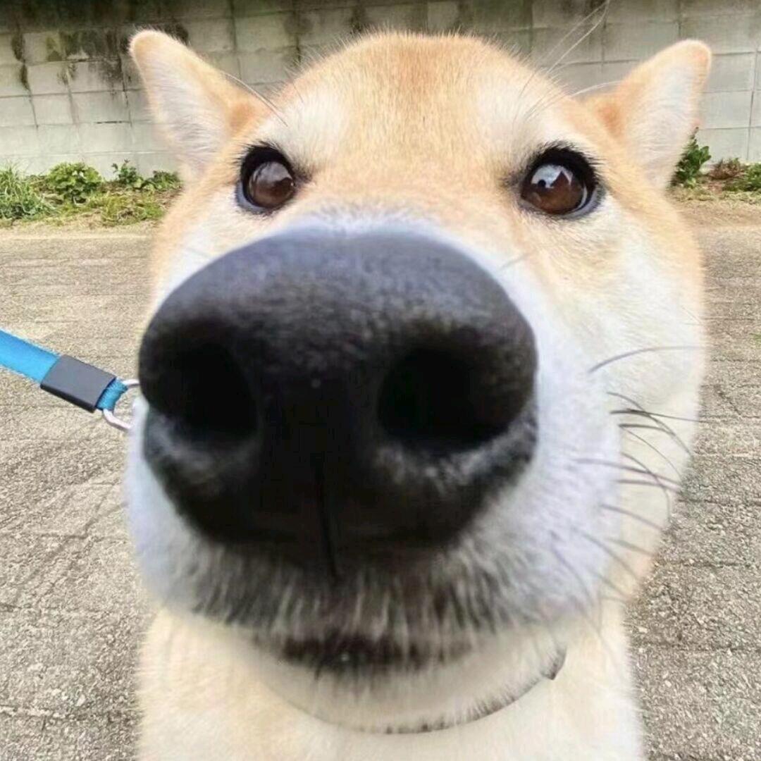 贪玩戴维