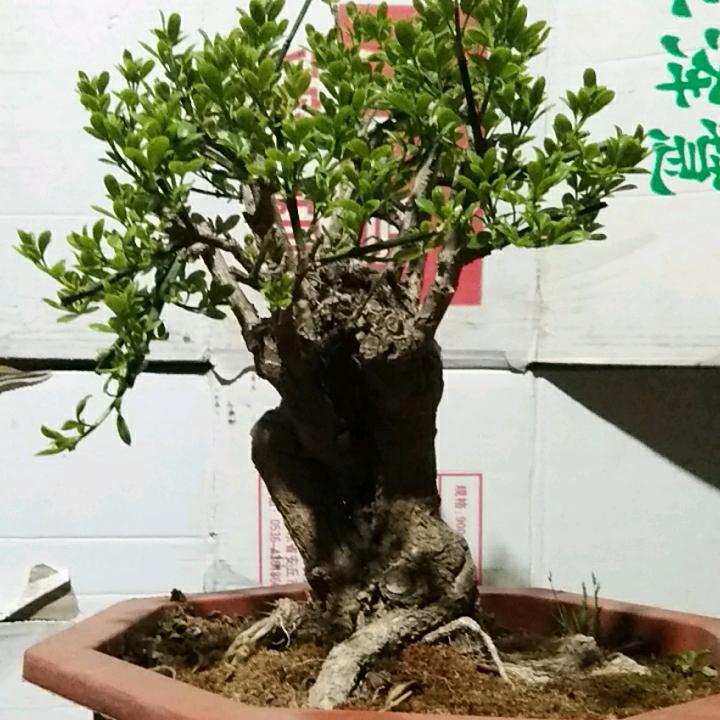春雨🌧