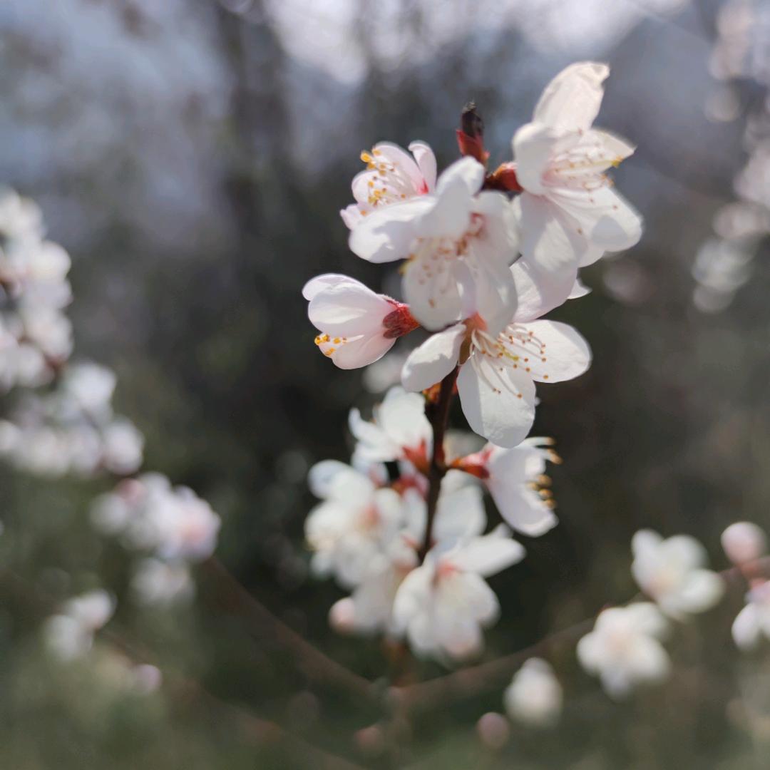 赛博人生，🐔限了