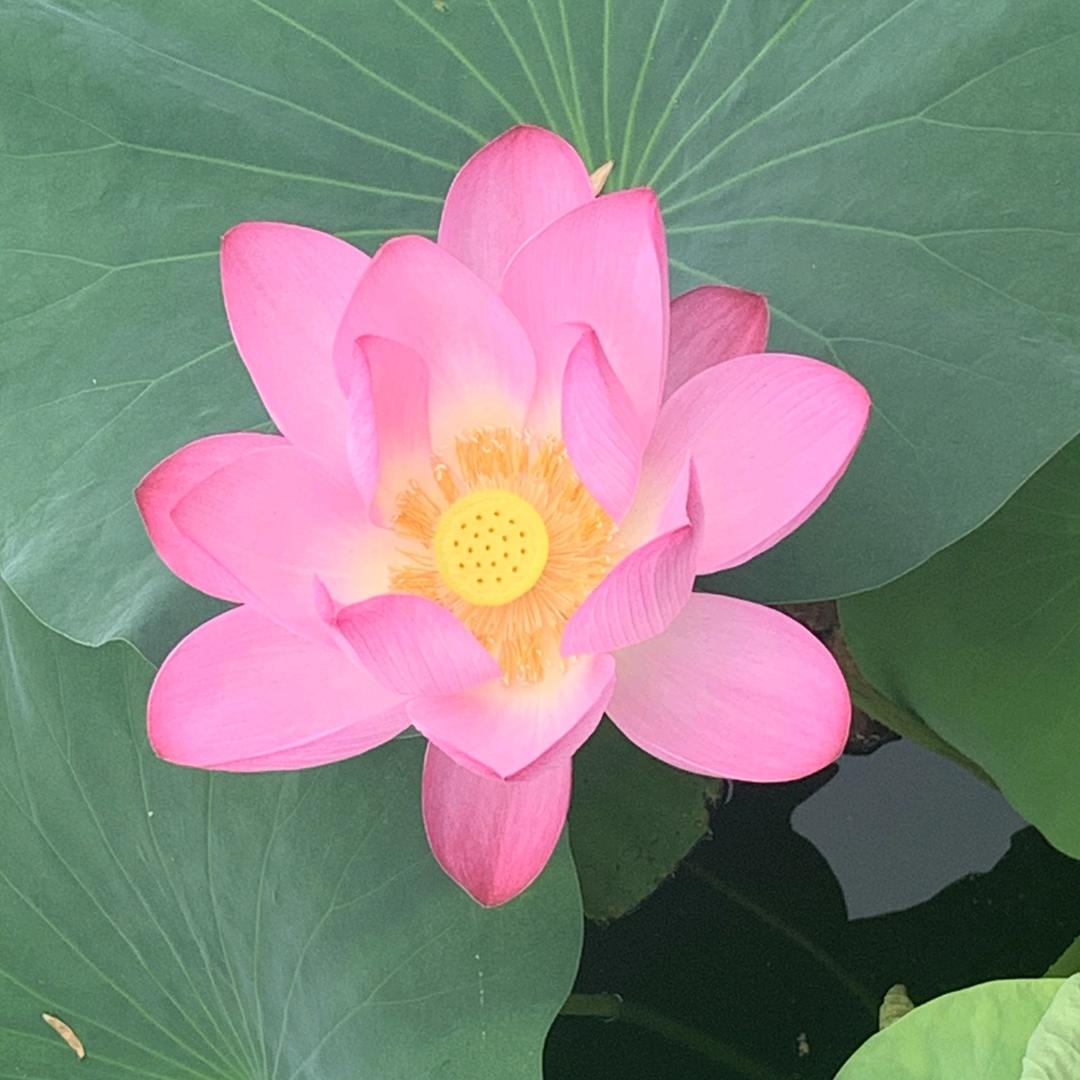 岁月静好
