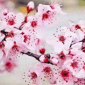 一剪梅