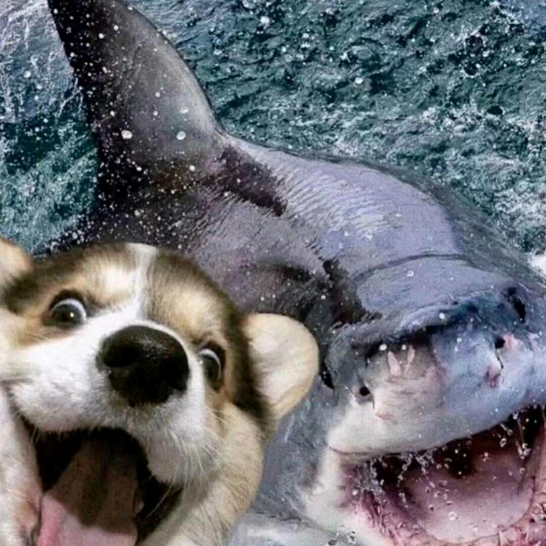舔舔犬