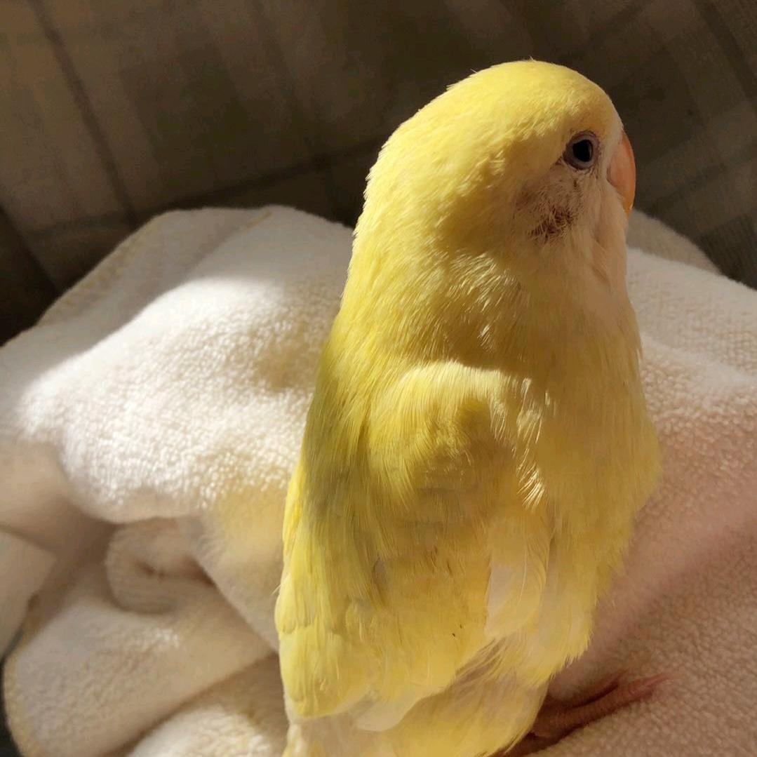 一只小九九@抖音