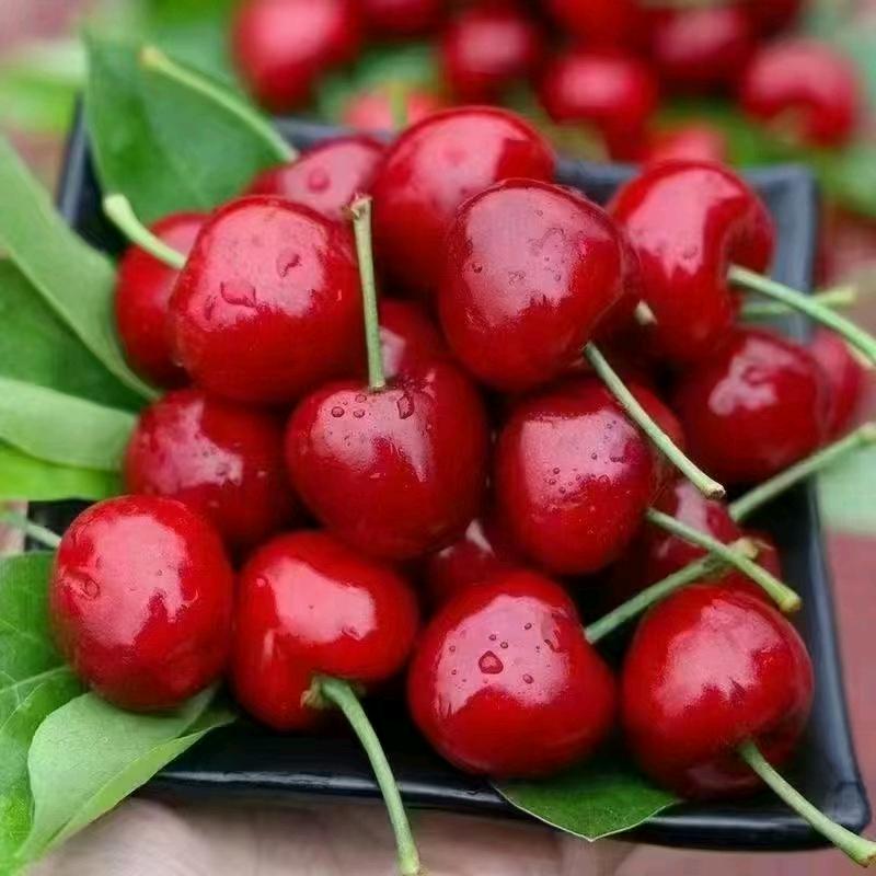 c罗（12月18日）