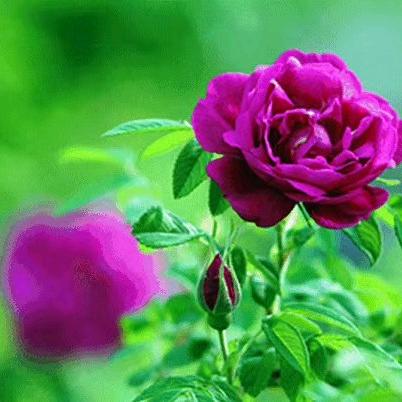 ZY春雨#🌺