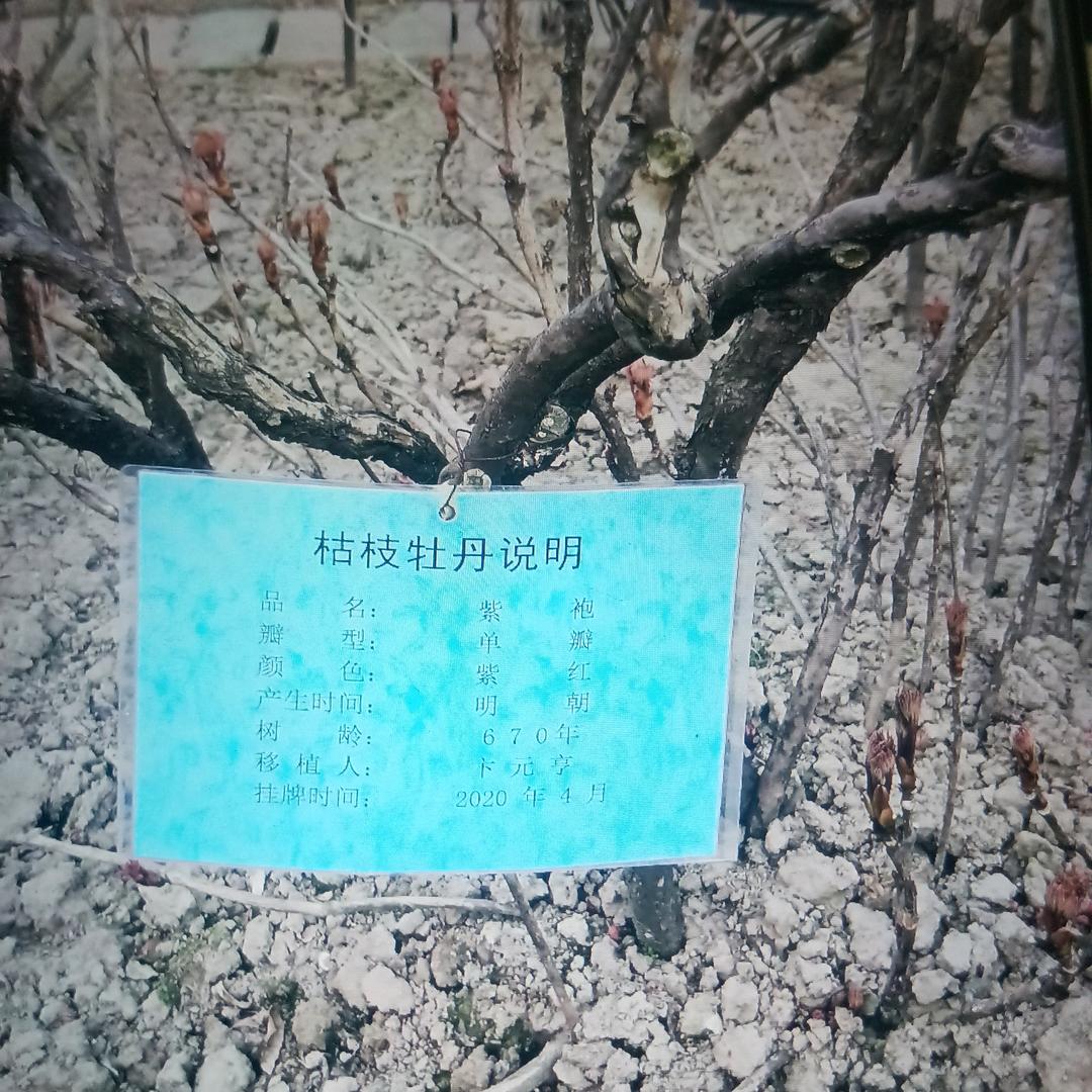 二哥
