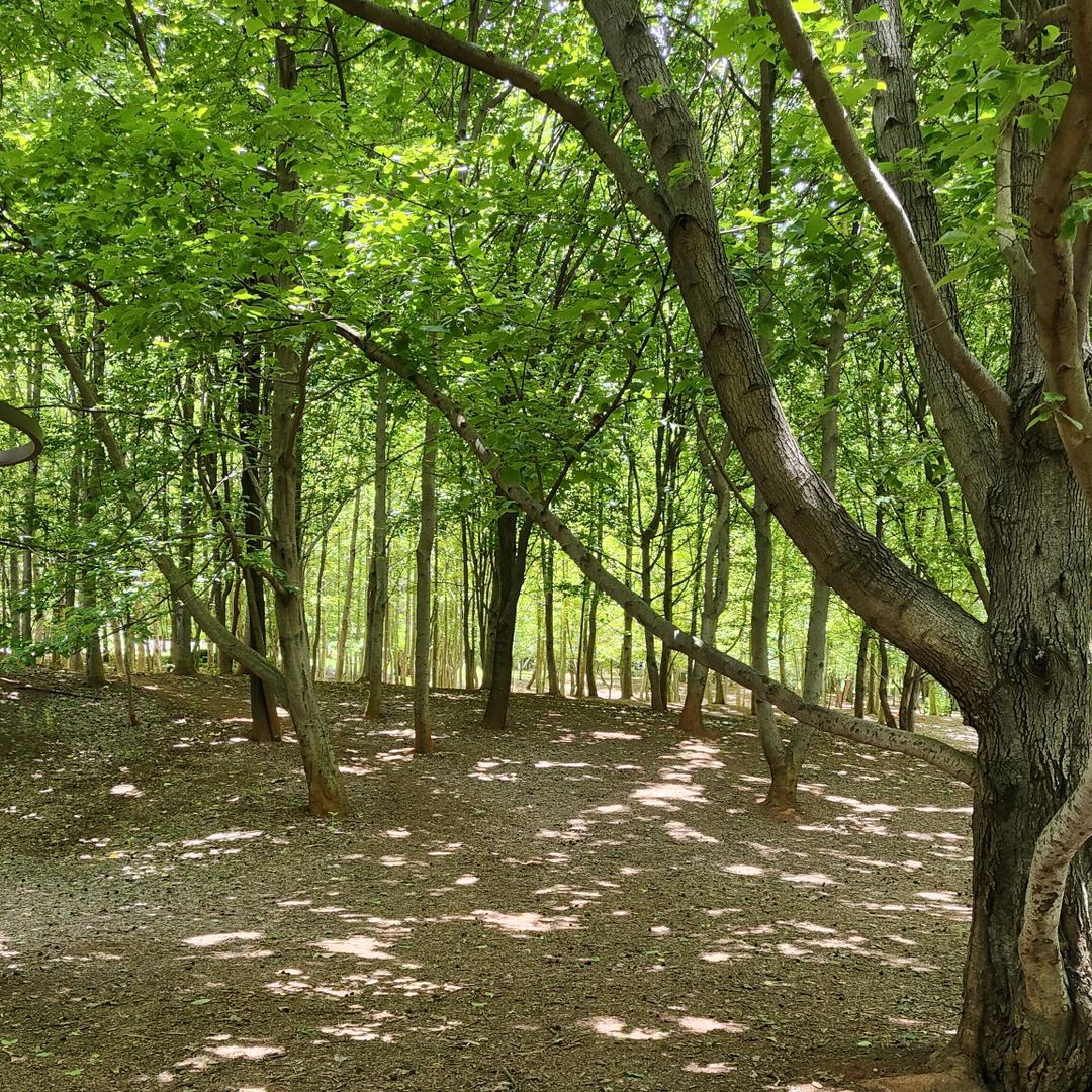 รถไฟสายแรกขอ