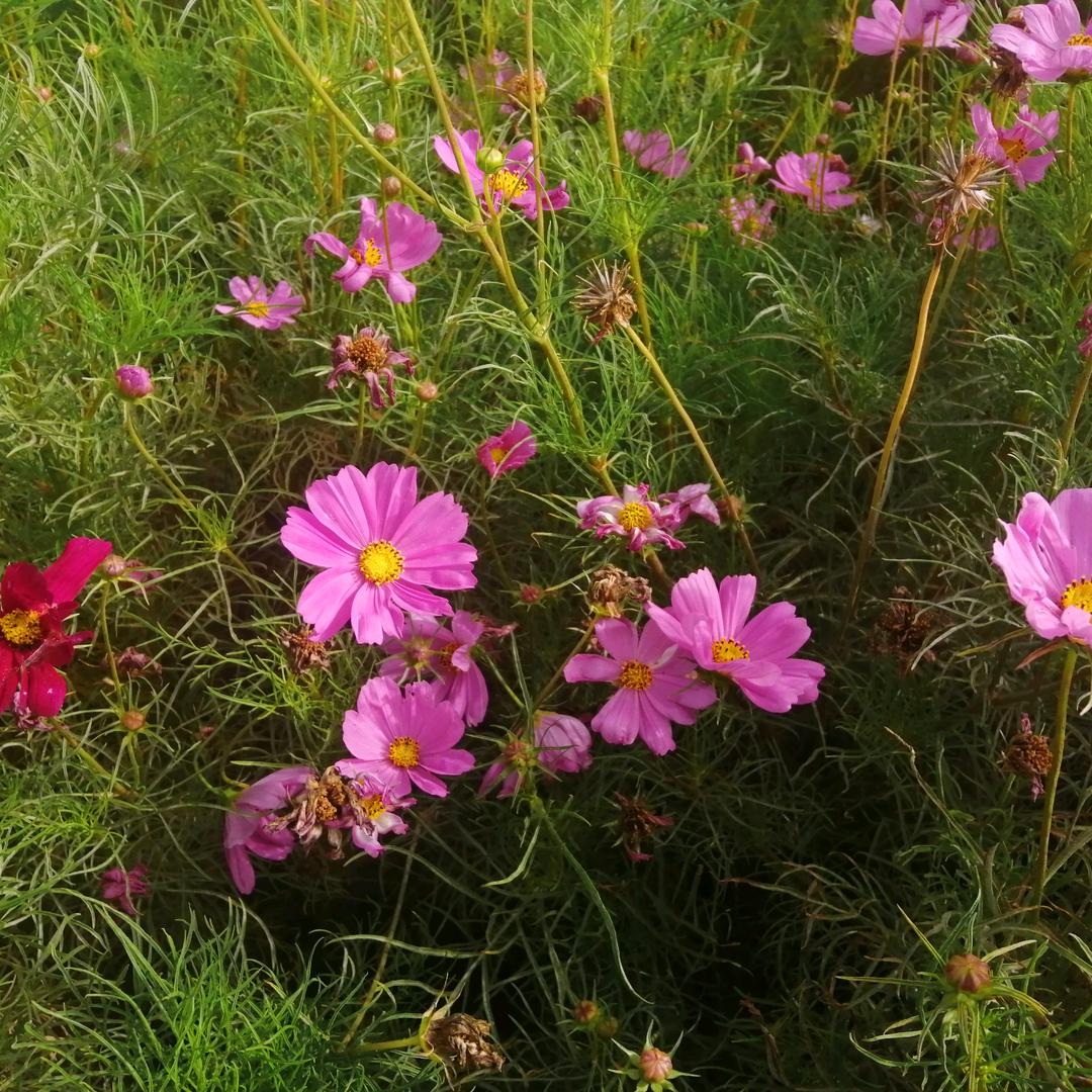人生百态，自己体会一刻钟中介中介张霞，