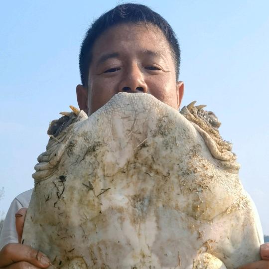 圆边黑花农产精选