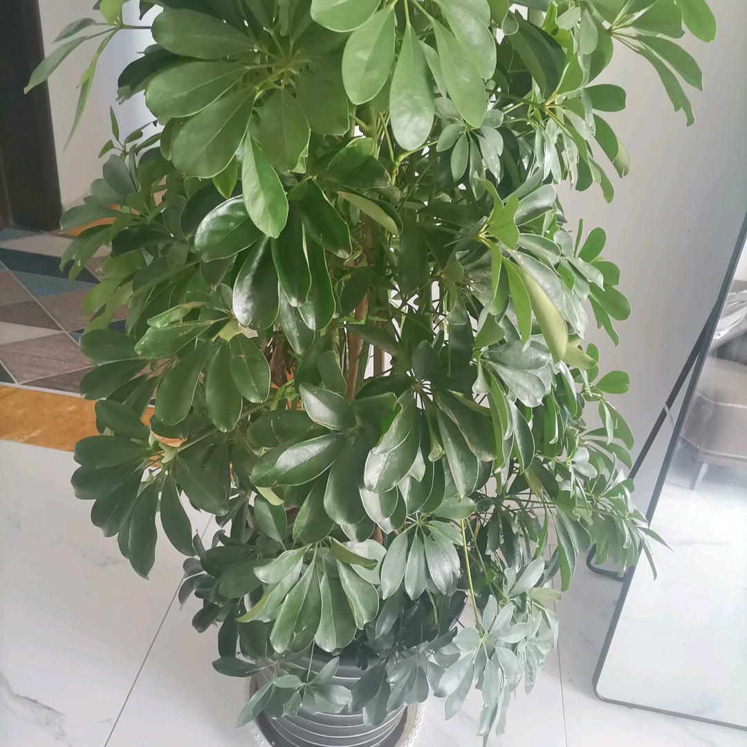 美时美可
