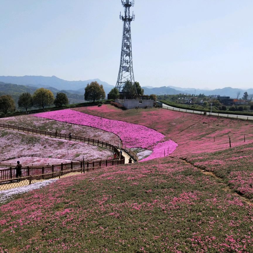 笑倾城
