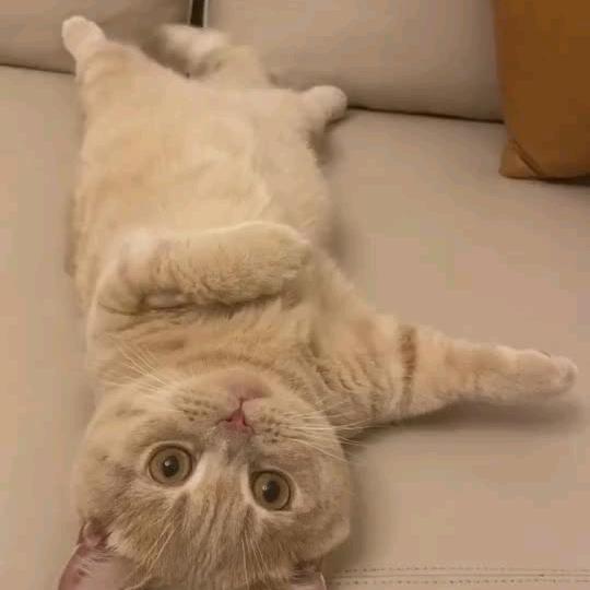 安^O^妮