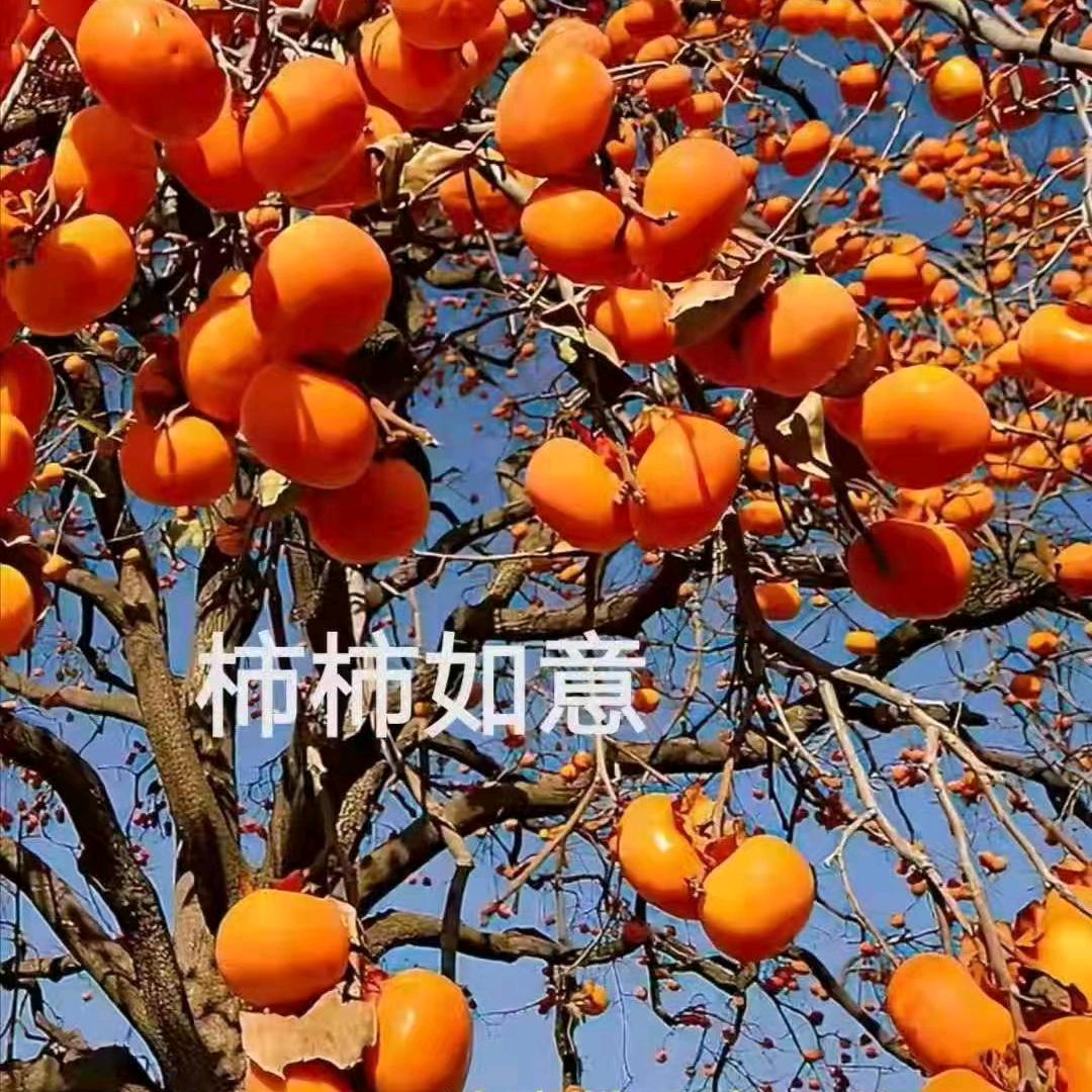 茶杯
