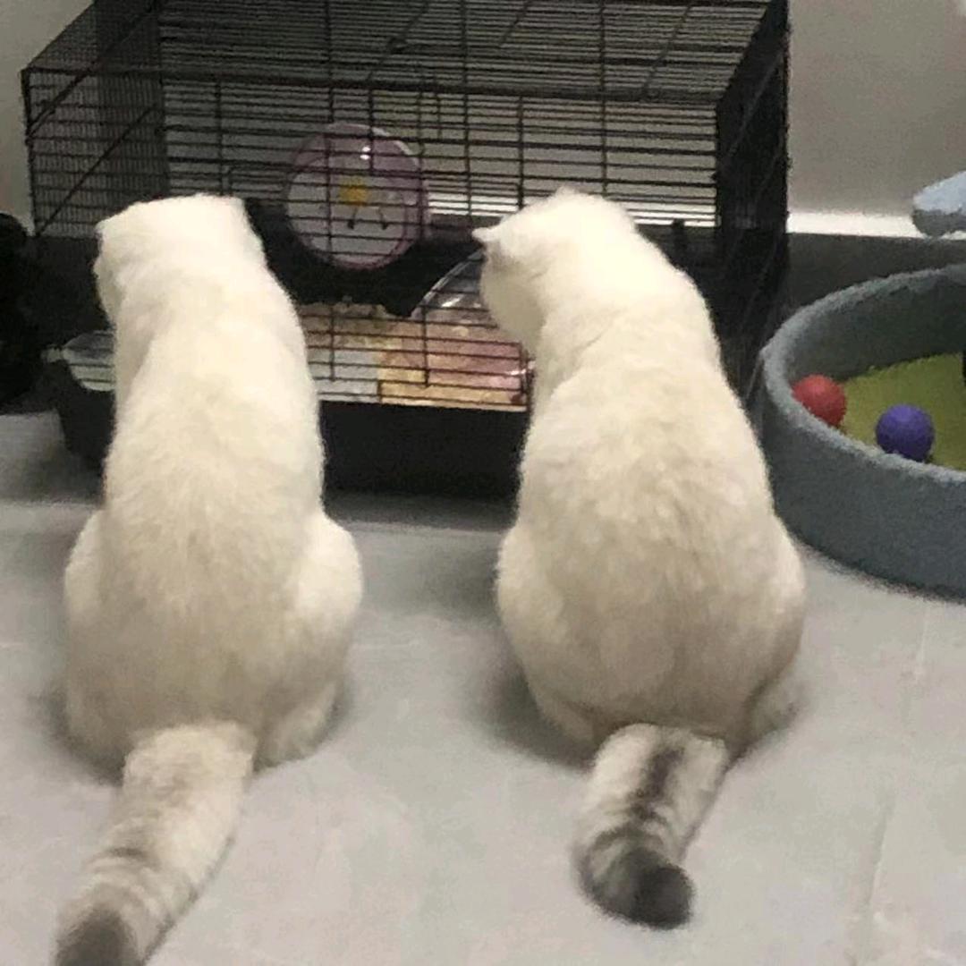 十二丶