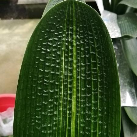 蓝兰花卉