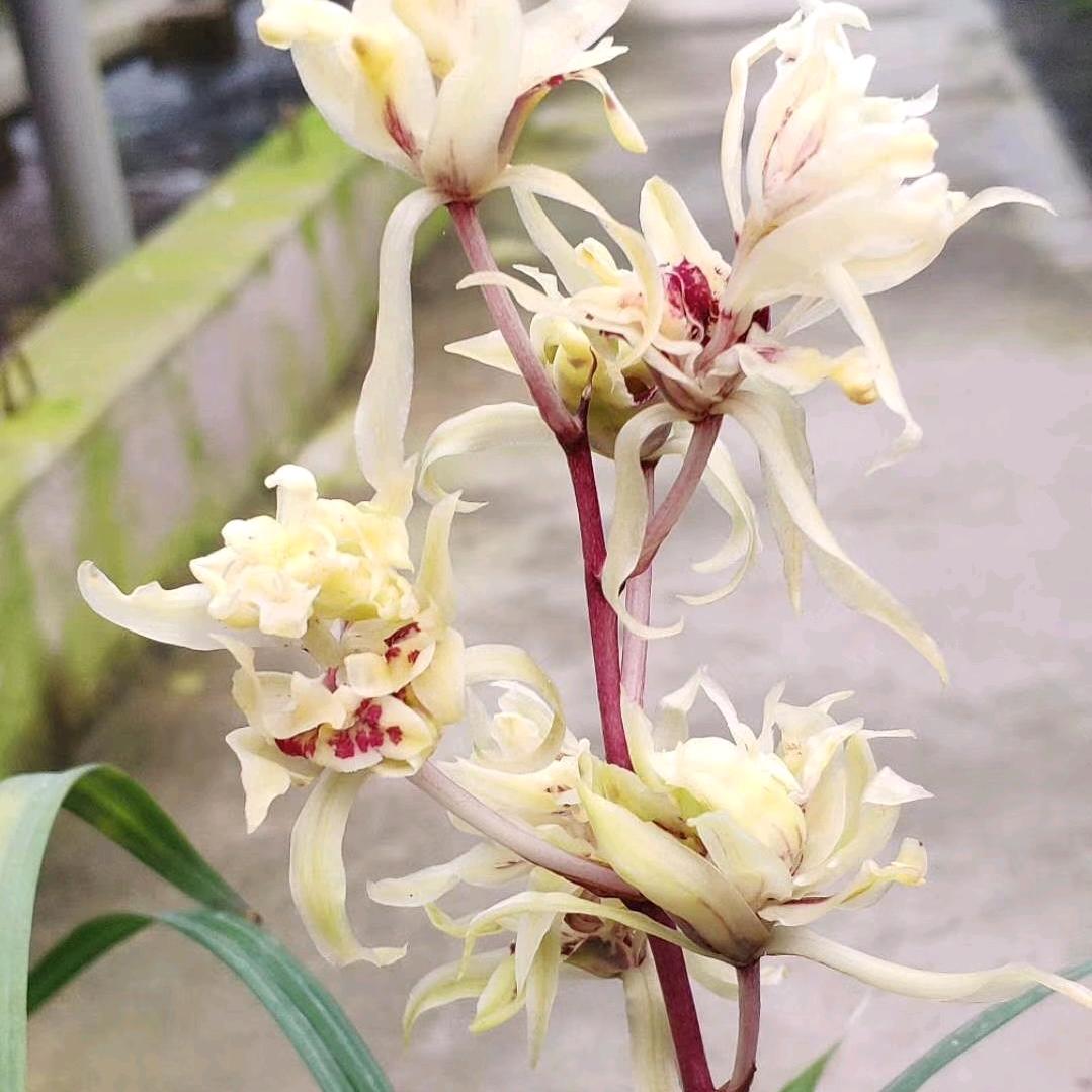 QINXIANMEI沁鲜美花仙谷花卉专卖店