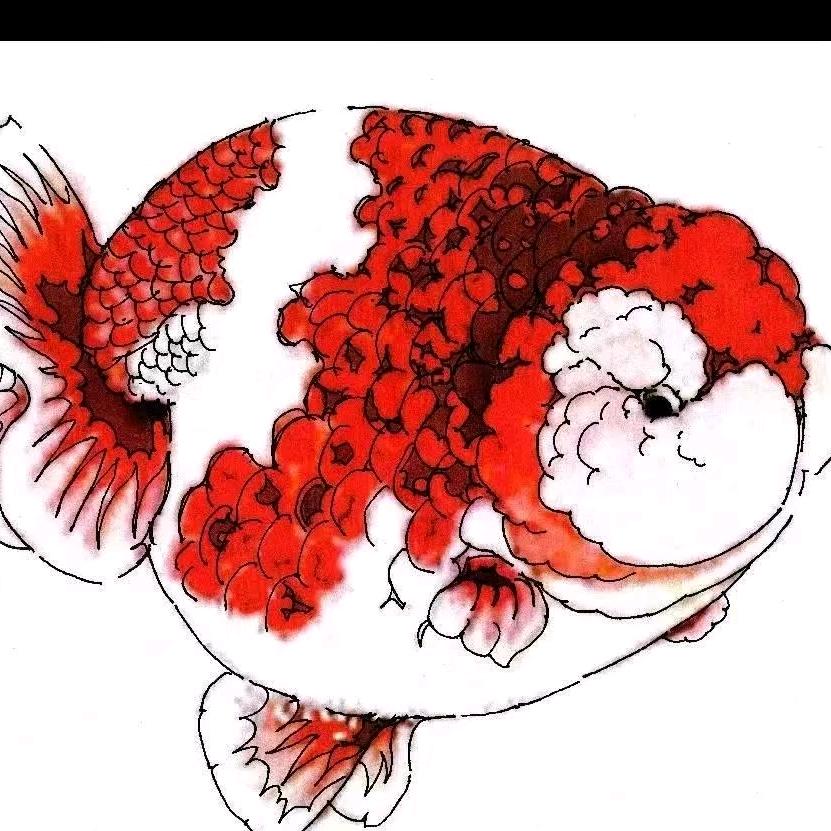 启航金鱼