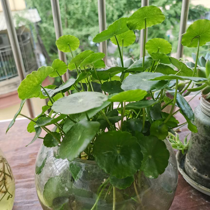 梦想的