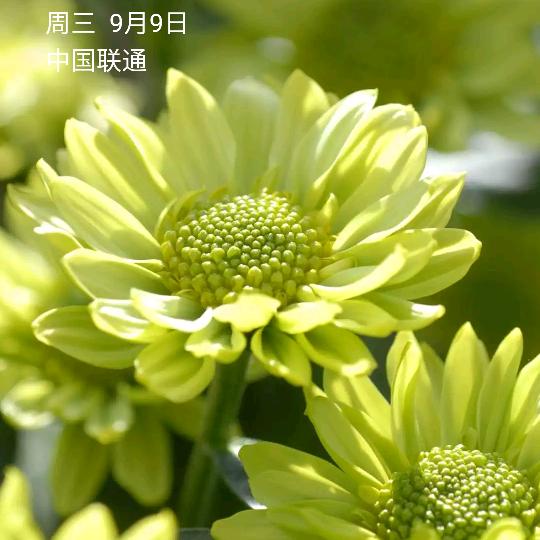 来生