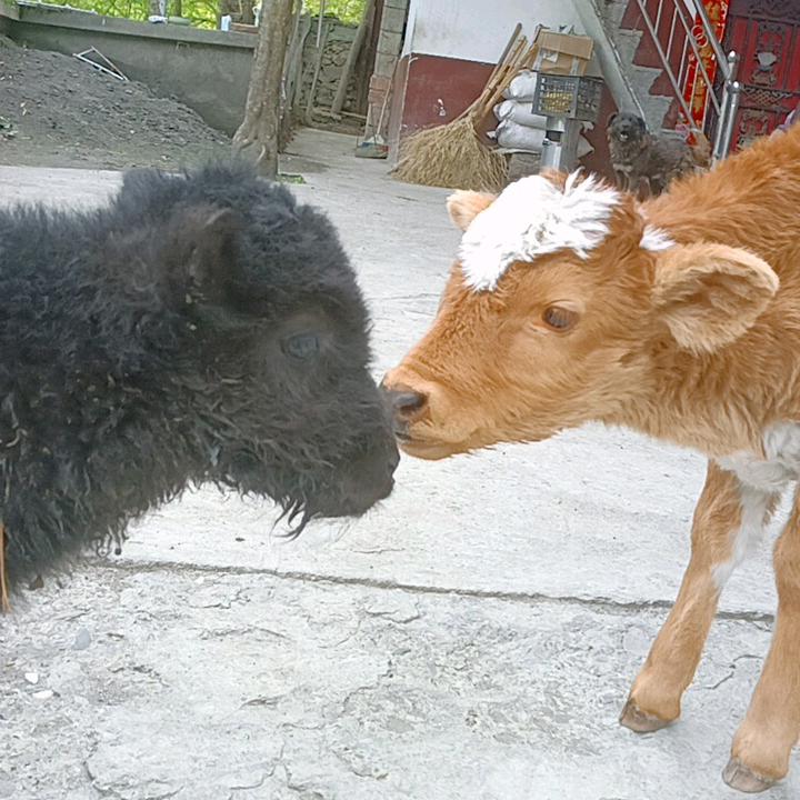 二妹的乡村生活I