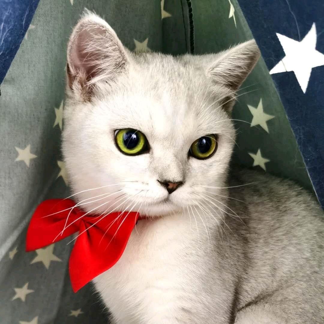 烧饼是只猫