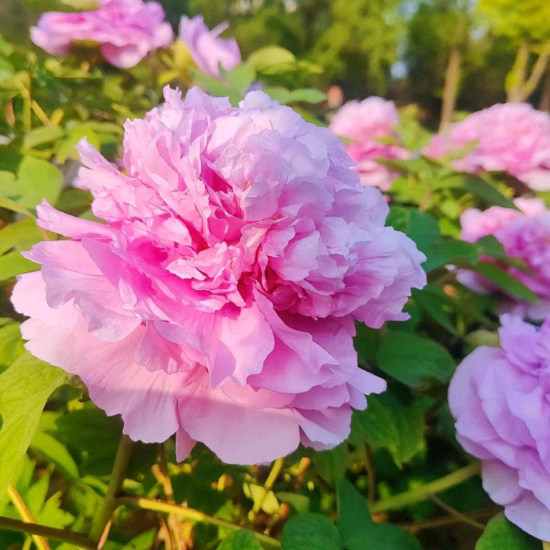 花开富贵🌸🌸🌸
