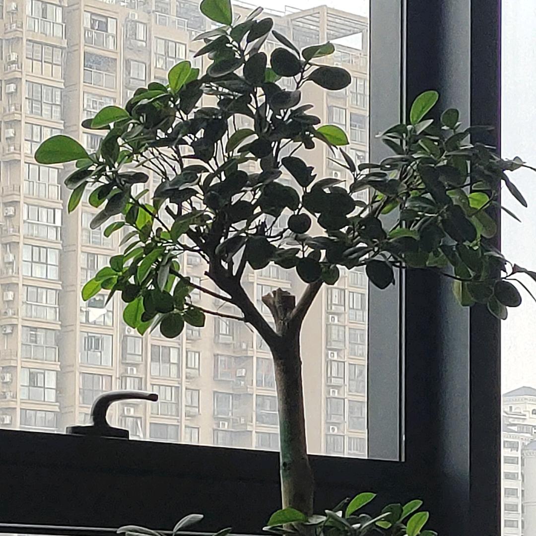 智乐奇