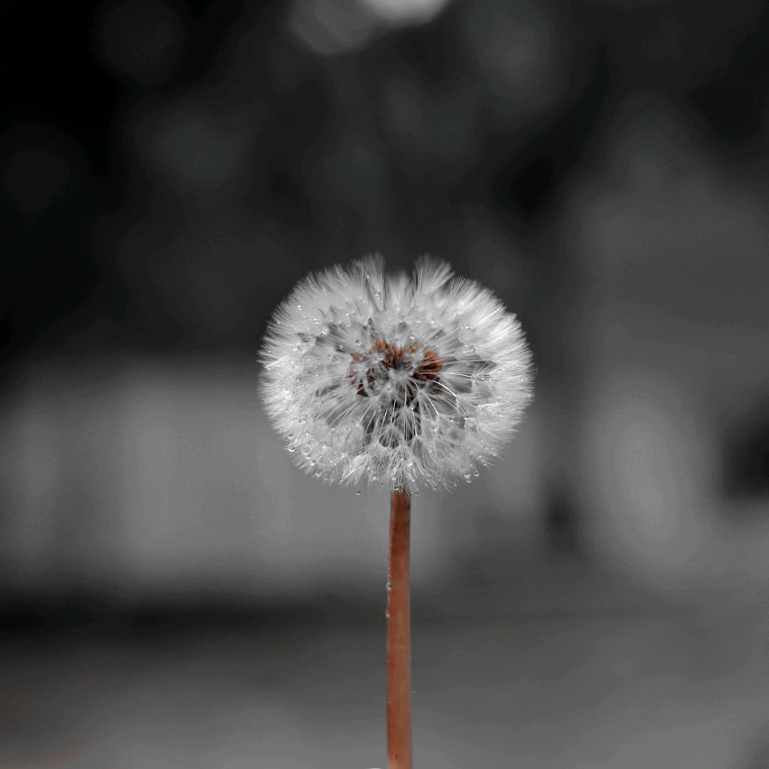 总有一个人要先走