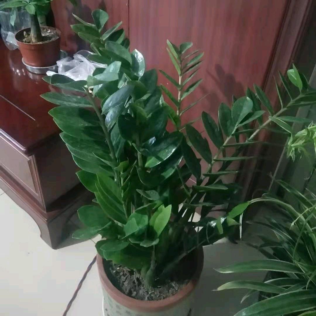 开心😁